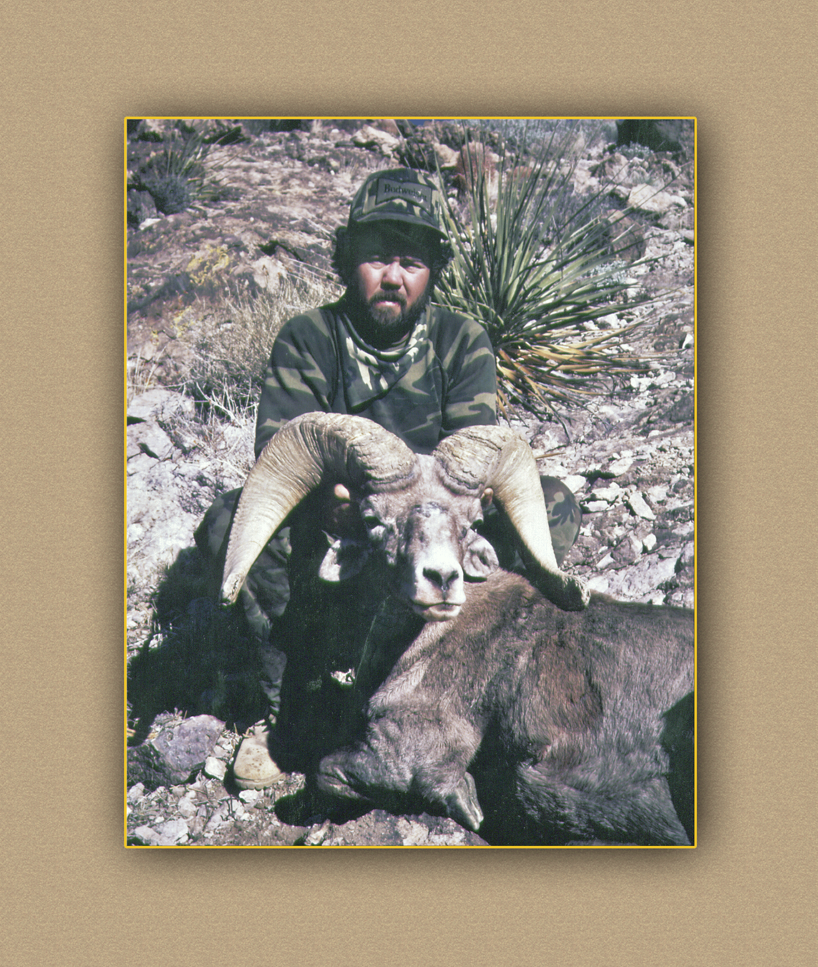 arizona hunting yellowhorn arizona bighorn sheep guiding outfitting deer elk antelope photography